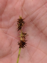 Carex sterilis