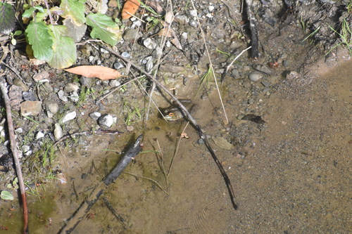 iNaturalist observation photo of American Bullfrog