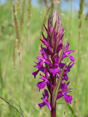Dactylorhiza elata