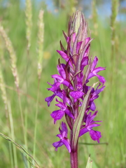 Dactylorhiza elata