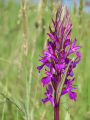 Dactylorhiza elata
