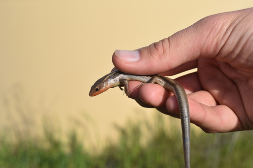 iNaturalist observation photo of Western Skink