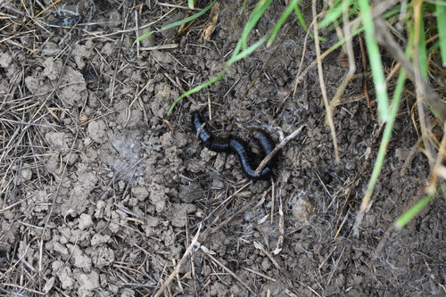 iNaturalist observation photo of Tylobolus