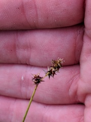 Carex sterilis