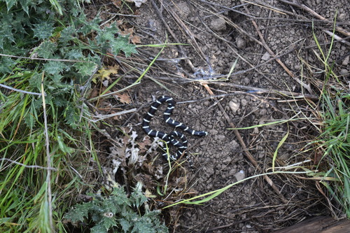 iNaturalist observation photo of California King Snake