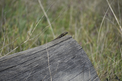 iNaturalist observation photo of Western Fence Lizard