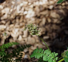 Astragalus agnicidus