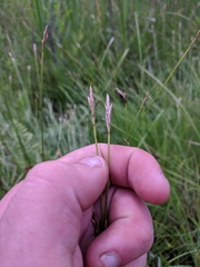 Carex sterilis