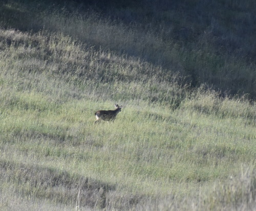iNaturalist observation photo of Mule Deer