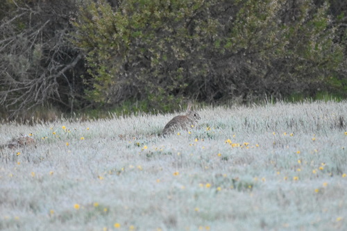 iNaturalist observation photo of Brush Rabbit