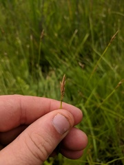 Carex sterilis