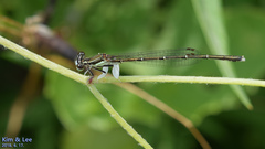 Platycnemis phyllopoda