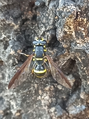 Sphiximorpha subsessilis