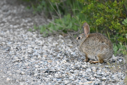 iNaturalist observation photo of Brush Rabbit