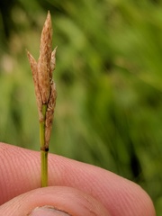 Carex sterilis
