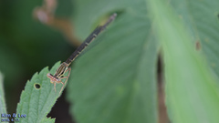 Platycnemis phyllopoda
