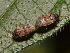 Hyalochilus ovatulus