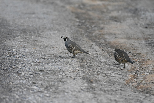 iNaturalist observation photo of California Quail