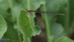 Platycnemis phyllopoda