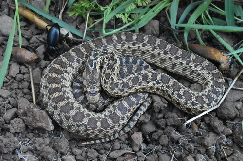 iNaturalist observation photo of Pacific Gopher Snake