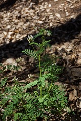 Astragalus agnicidus