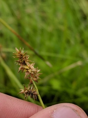 Carex sterilis