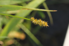 Carex stipata