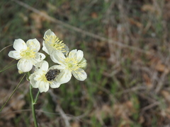 Thalictrum tuberosum