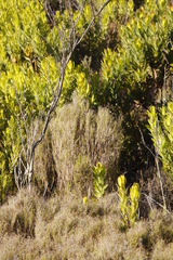 Pseudopentameris macrantha