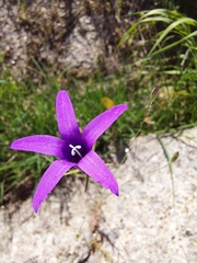 Campanula lusitanica