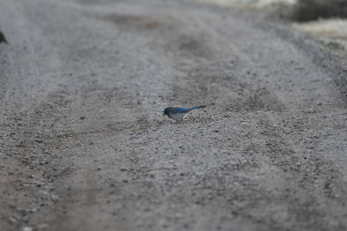 iNaturalist observation photo of California Scrub-Jay