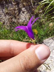 Campanula lusitanica