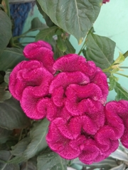 Celosia