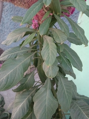 Celosia