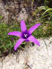 Campanula lusitanica