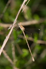 Lestes sigma