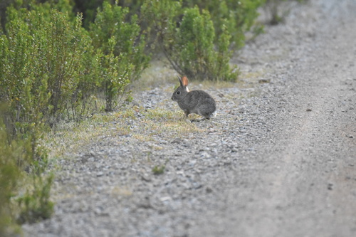 iNaturalist observation photo of Brush Rabbit