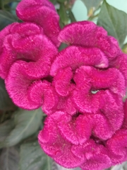 Celosia