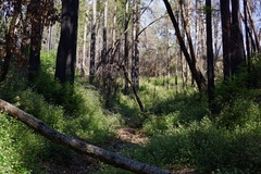 Astragalus agnicidus