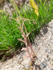 Campanula lusitanica