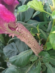 Celosia