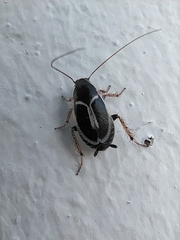 Phyllodromica marginata