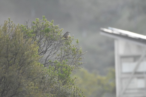 iNaturalist observation photo of California Thrasher