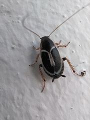 Phyllodromica marginata