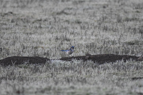 iNaturalist observation photo of California Scrub-Jay