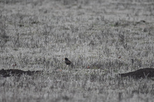 iNaturalist observation photo of European Starling