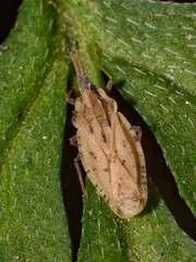 Tingis auriculata