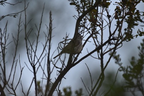 iNaturalist observation photo of Oak Titmouse