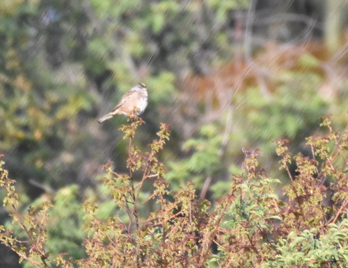 iNaturalist observation photo of Golden-crowned Sparrow