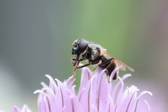 Cheilosia caerulescens